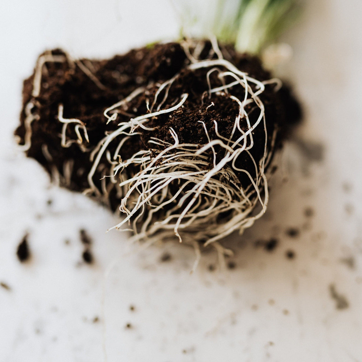 How to Repot a Houseplant in 7 Easy Steps