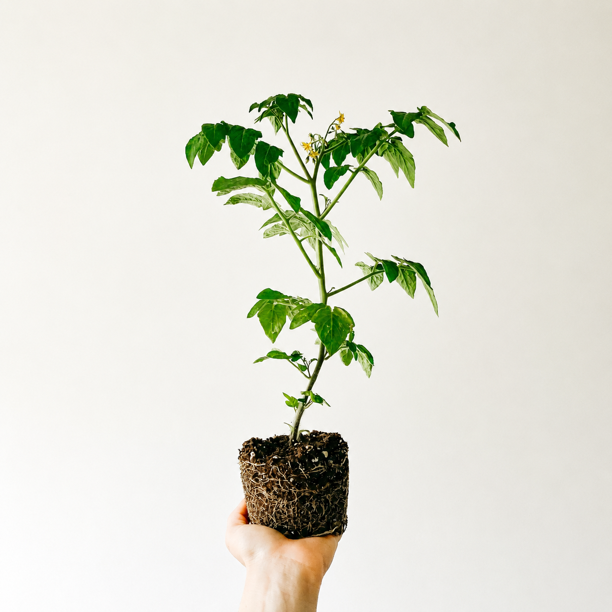 How Do I Know When My Houseplant Needs a Bigger Pot?