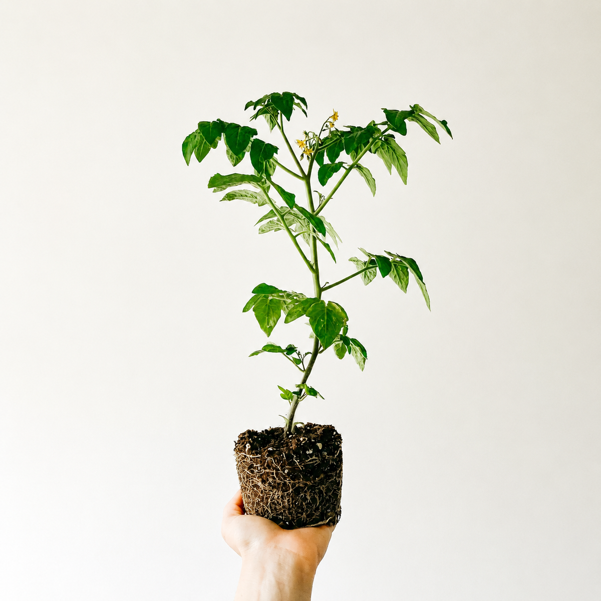 How Do I Know When My Houseplant Needs a Bigger Pot?