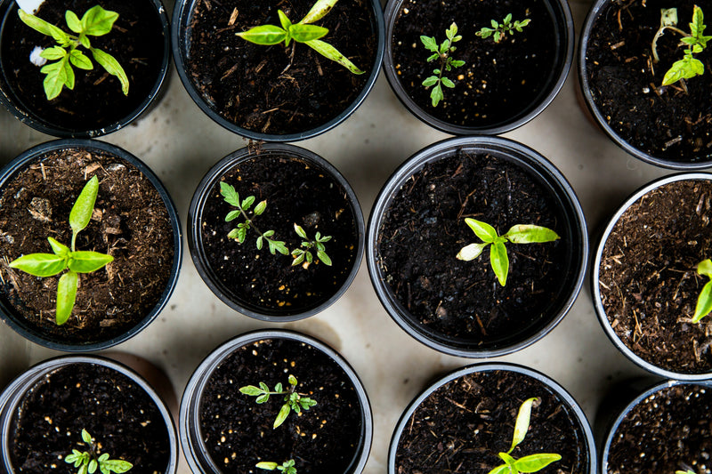 How to Choose the Right Size Grow Pot for Your Houseplant