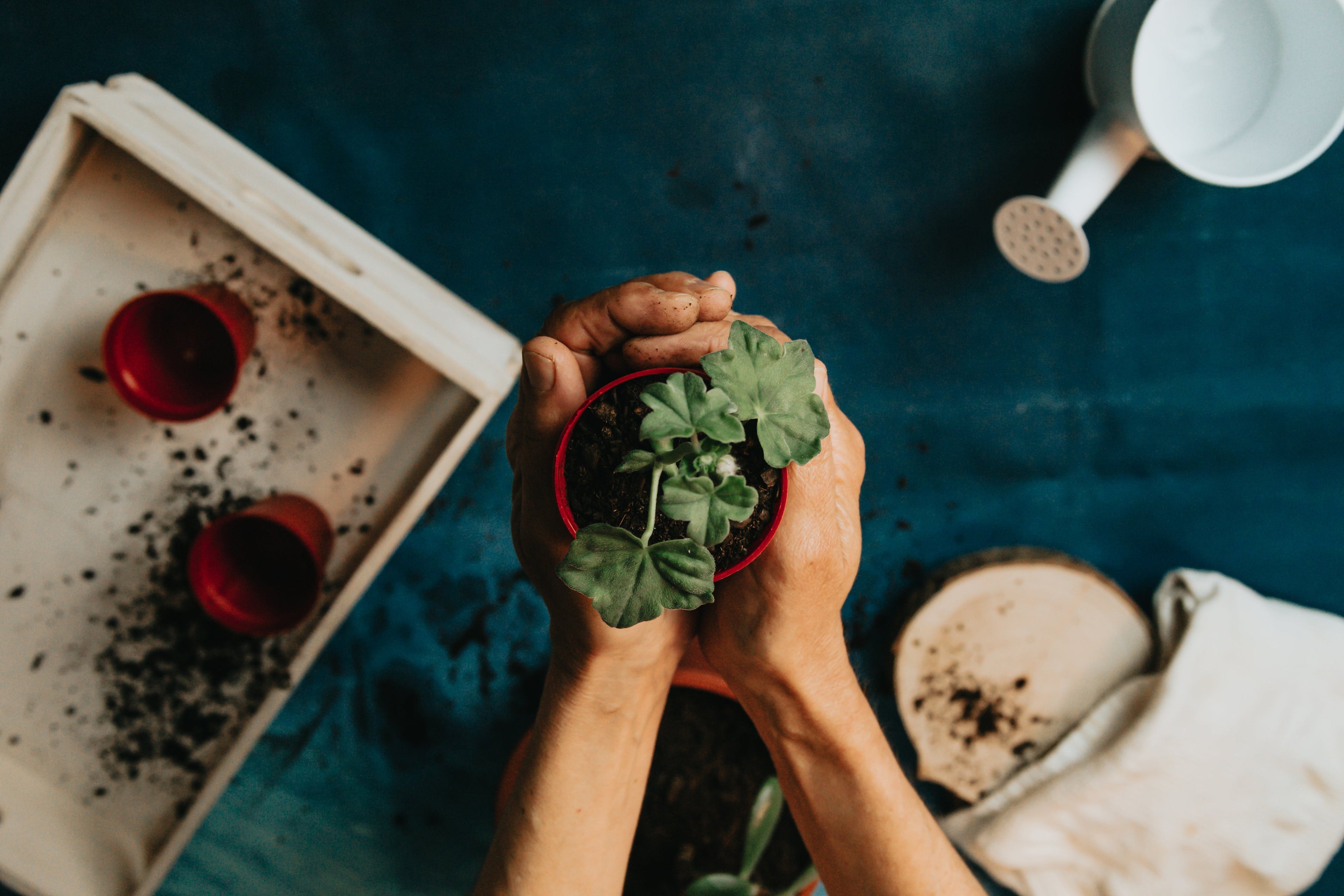 Hands repotting plants in to house plant grow pots.