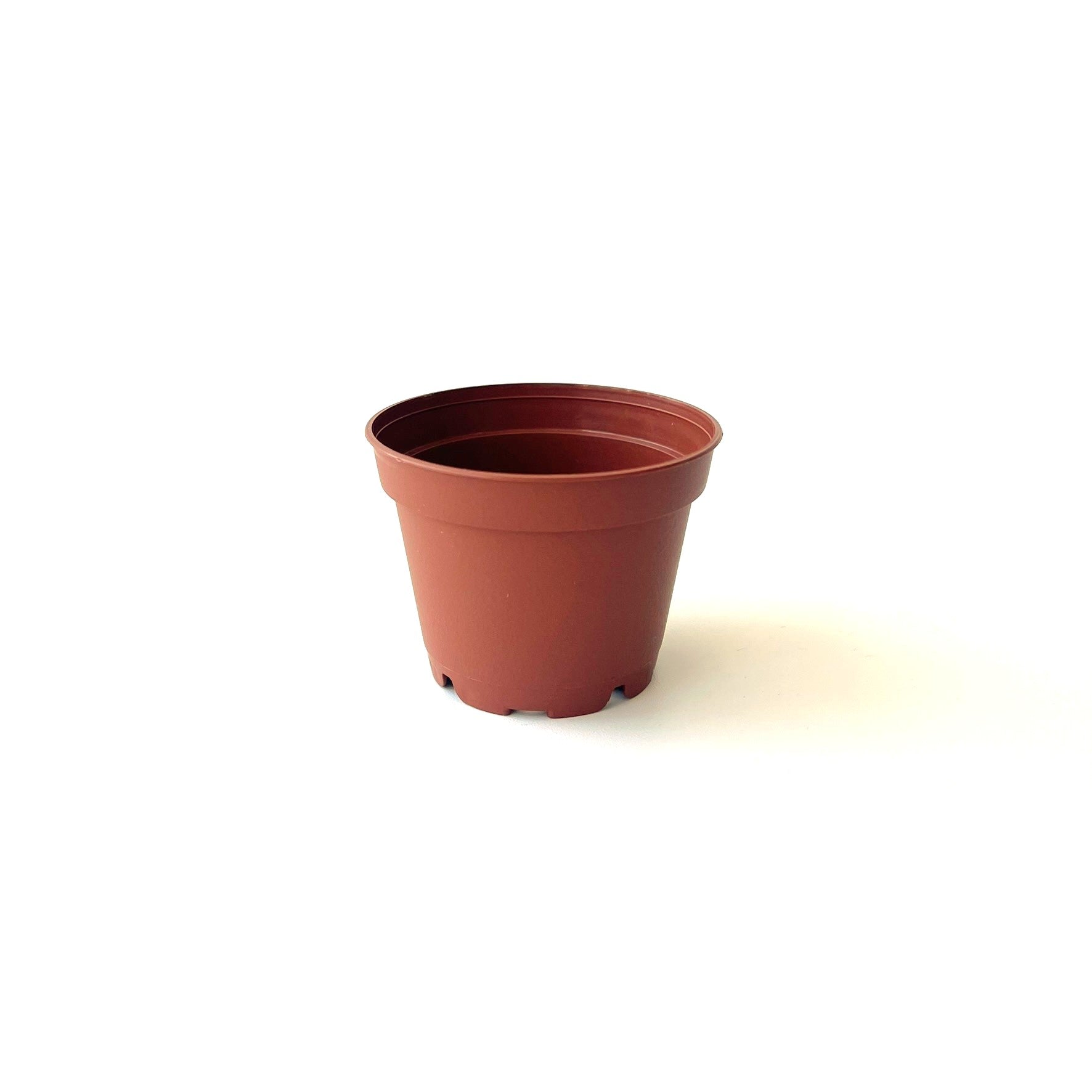 6cm terracotta houseplant grow pot on white background