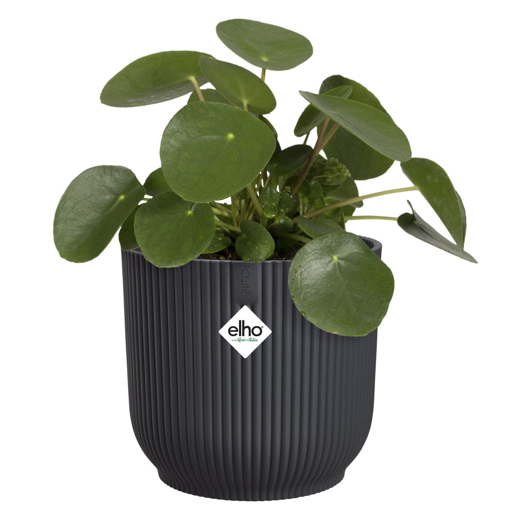Green potted plant in a ribbed dark grey pot on a white background with 'elho' brand logo.