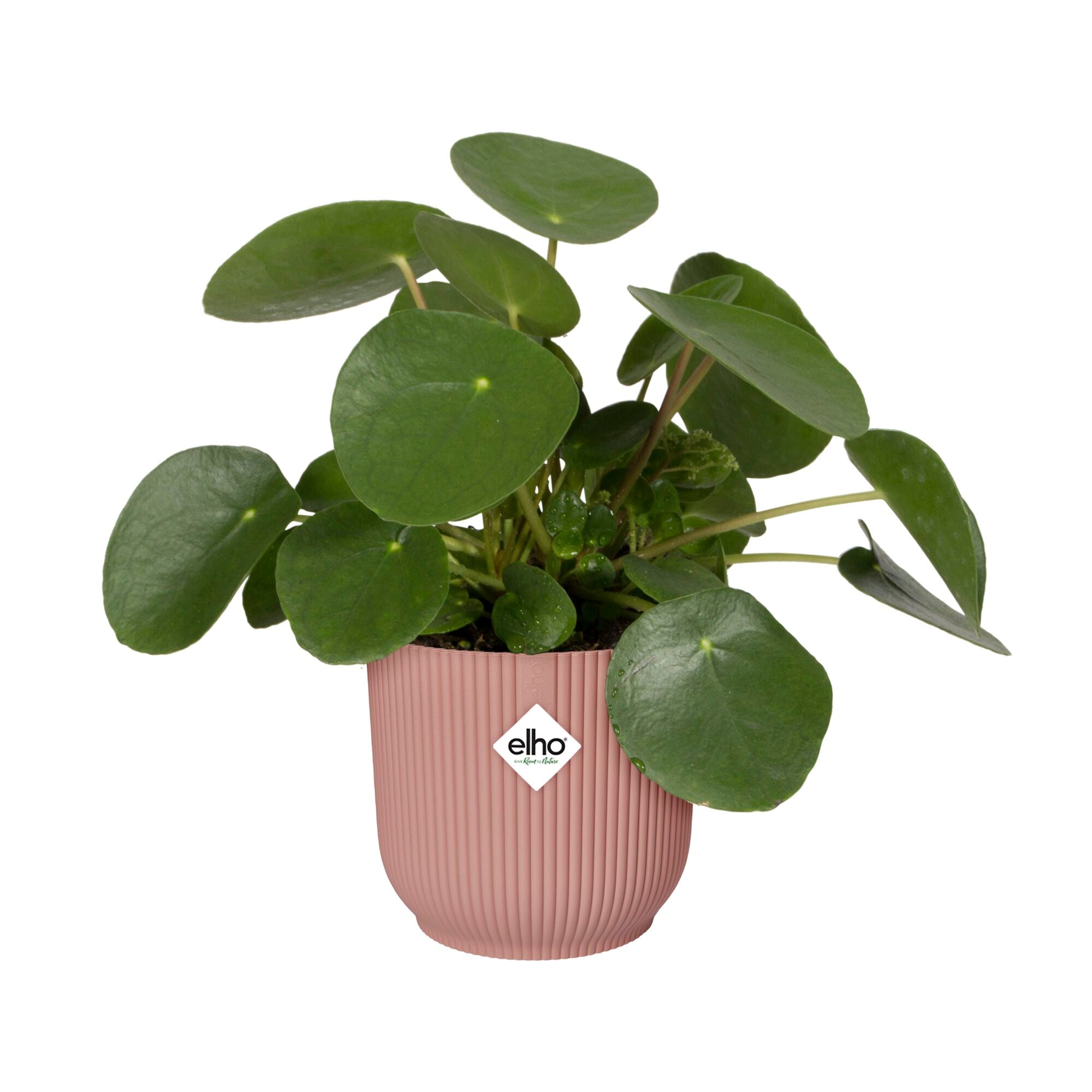 Potted plant with a pink pot on a white background, featuring the Elho brand.