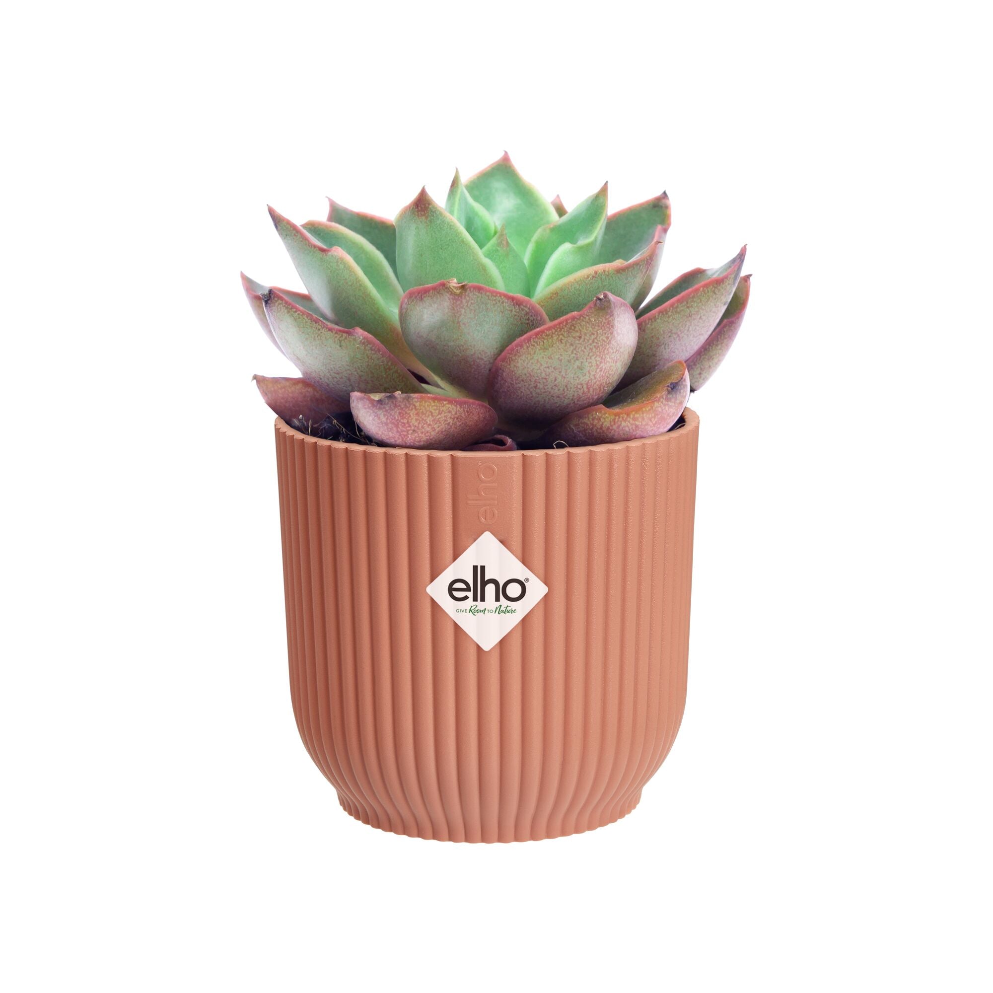 Succulent plant in a ribbed clay-pink colour pot with 'elho' branding on a white background
