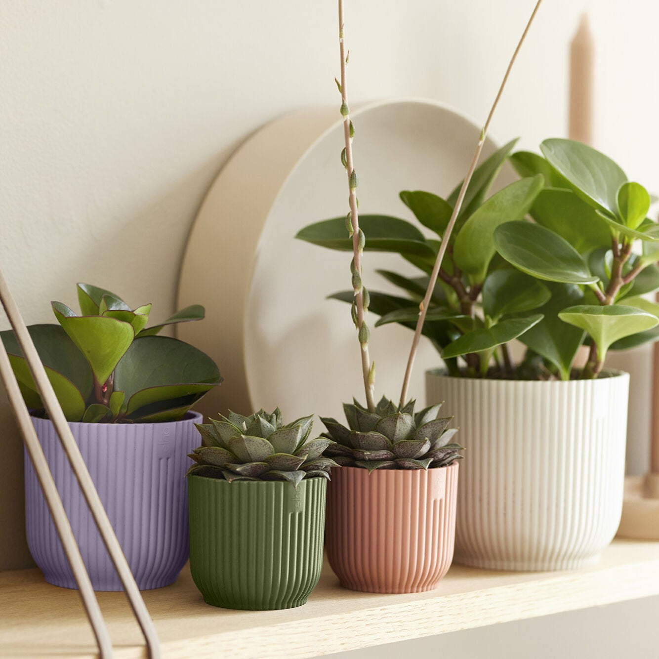 Four potted plants in colourful pots on a wooden surface with a neutral background