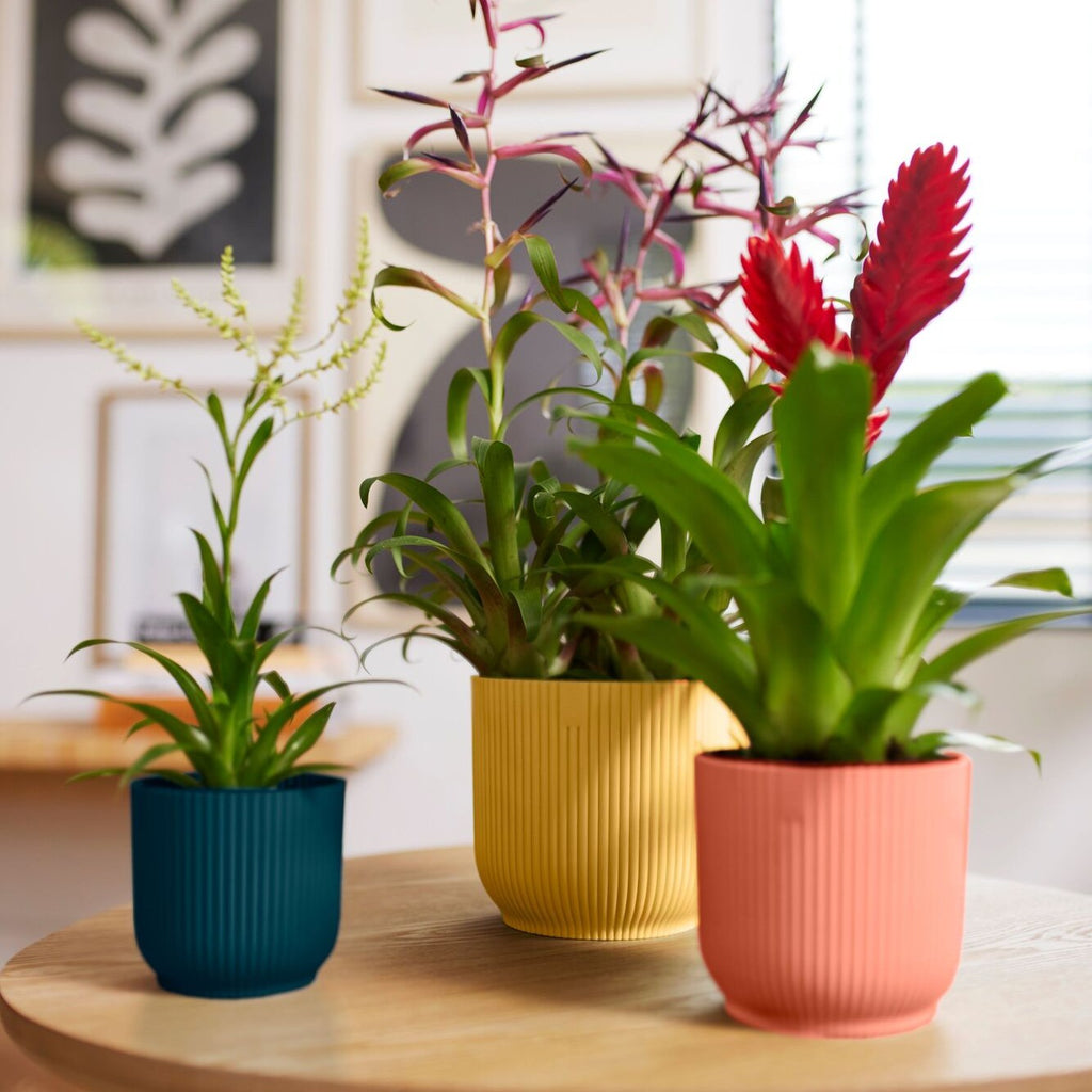 Three potted plants in colourful Elho Vibes Round pots on a wooden surface with a blurred indoor background.