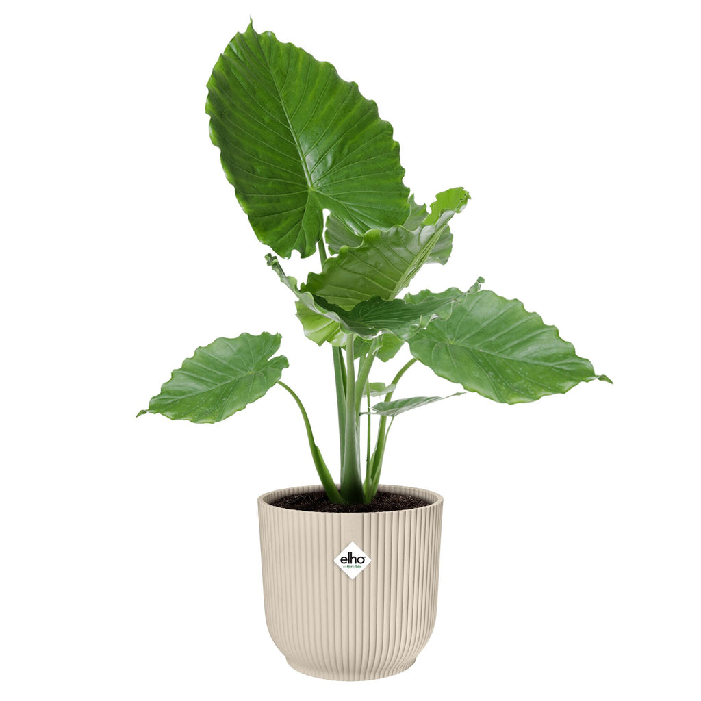 Potted house plant in linen white Elho pot 
