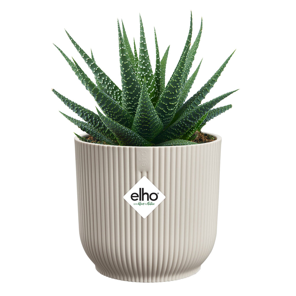 Potted plant with a textured cream pot on a white background, featuring the elho logo.