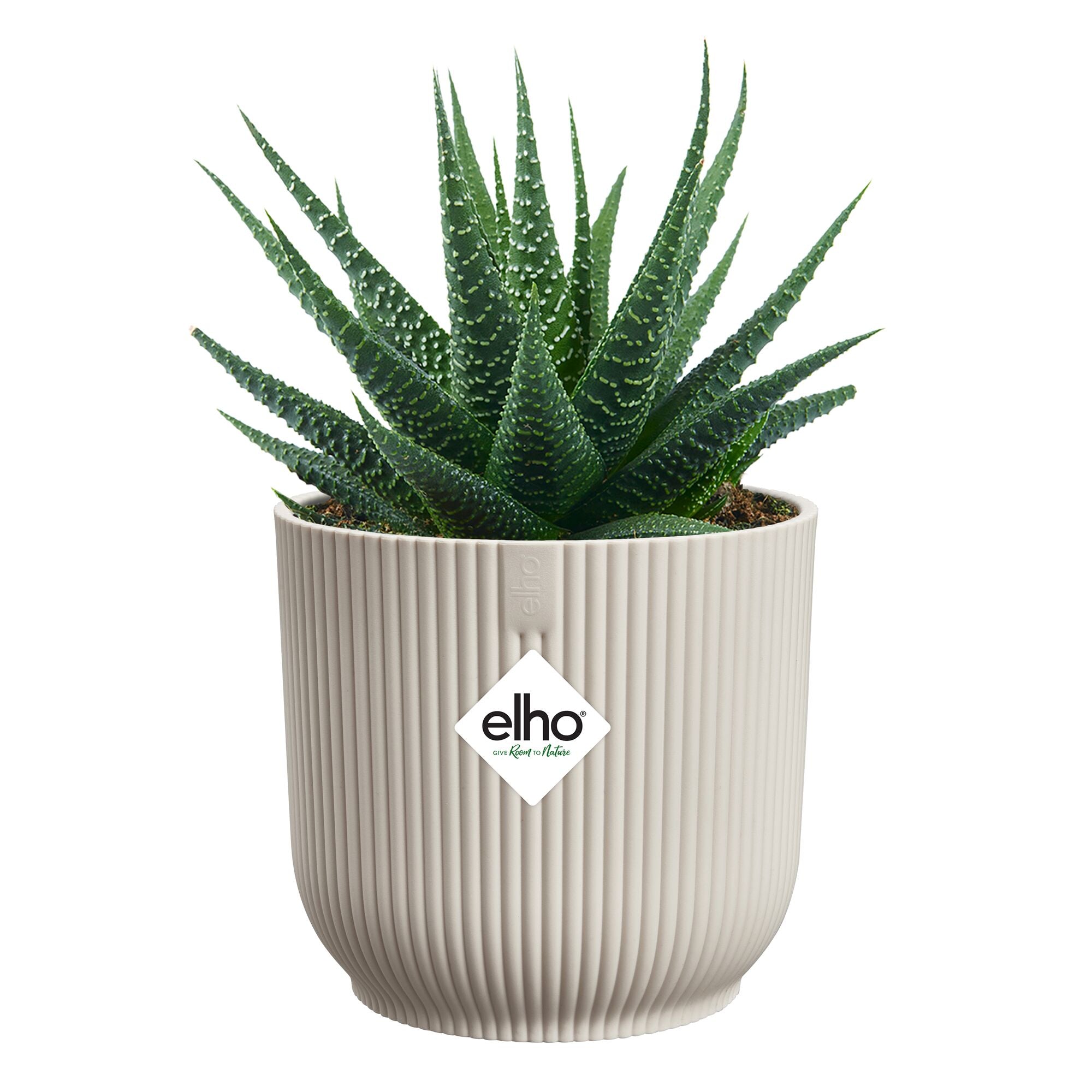 Potted plant with a textured cream pot on a white background, featuring the elho logo.